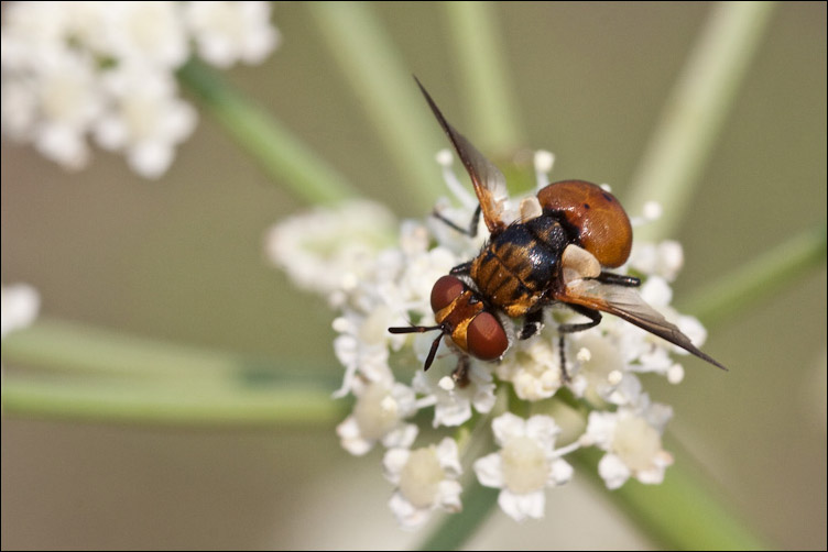 Gymnosoma sp. (Tachinidae)