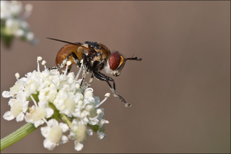 Gymnosoma sp. (Tachinidae)