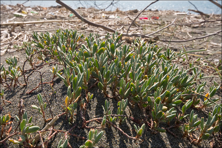 Polygonum maritimum