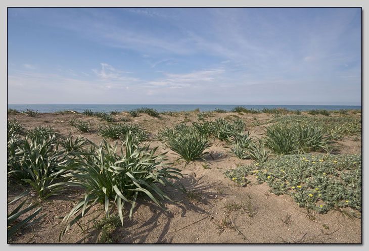 Ninfa della sabbia: Horistus orientalis sul litorale laziale