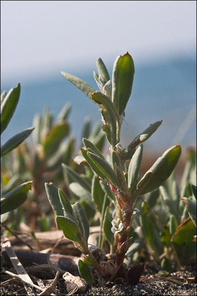 Polygonum maritimum