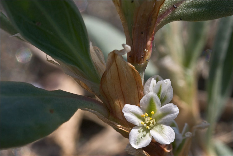 Polygonum maritimum