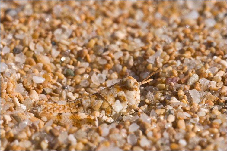 Cavalletta della sabbia