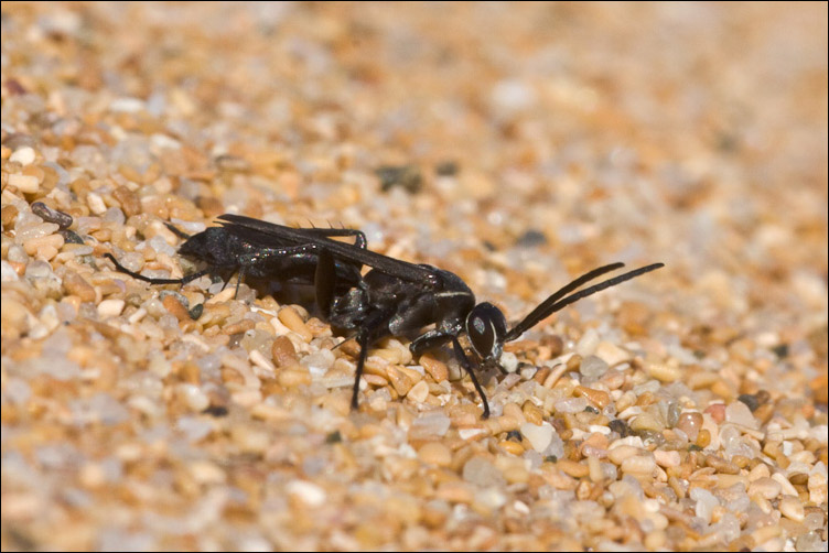 Imenottero cacciatore della spiaggia (Pompilidae)