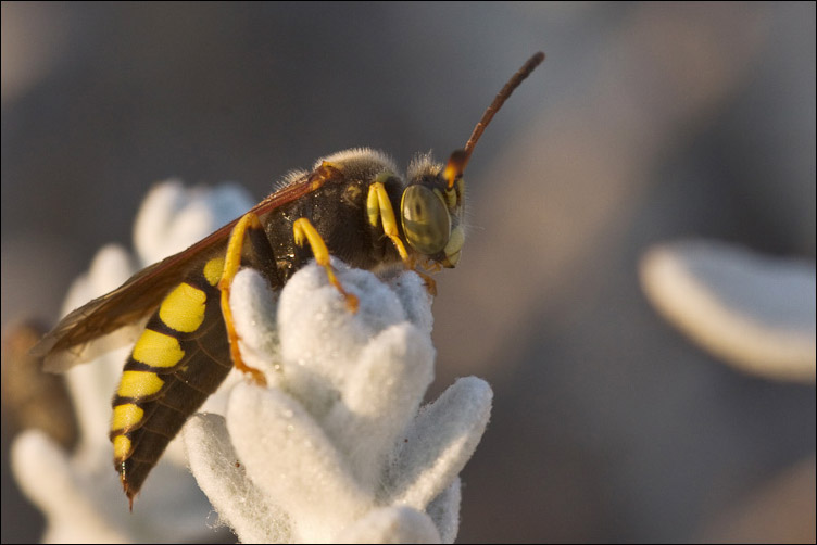 Hymenoptera della duna sarda: Stizus fasciatus M