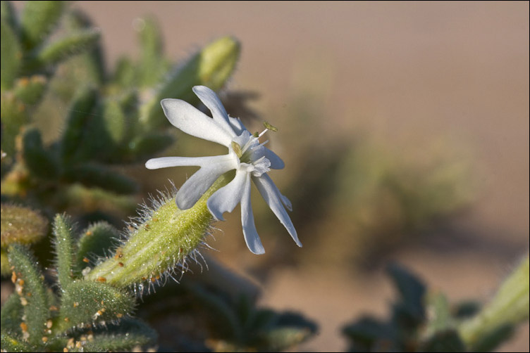 Due Silene sarde - Silene corsica e Silene gr. sericea