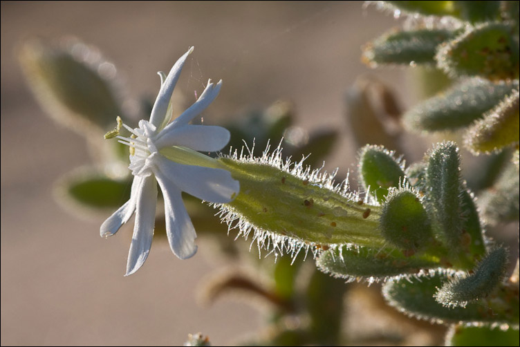 Due Silene sarde - Silene corsica e Silene gr. sericea