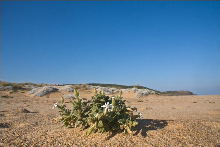 Due Silene sarde - Silene corsica e Silene gr. sericea