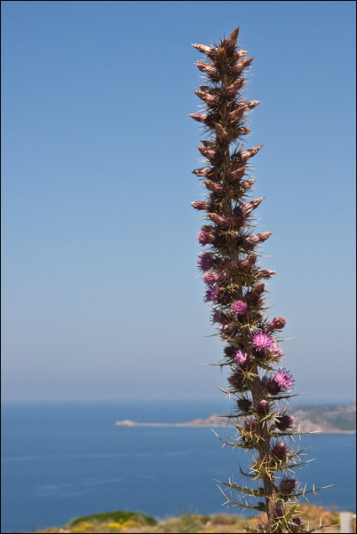 Ptilostemon casabonae / cardo di Casabona