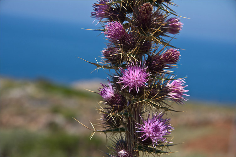 Ptilostemon casabonae / cardo di Casabona