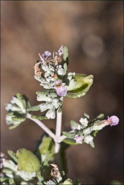 Piccola Lamiaceae sarda - Teucrium polium ssp. capitatum