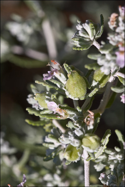 Piccola Lamiaceae sarda - Teucrium polium ssp. capitatum