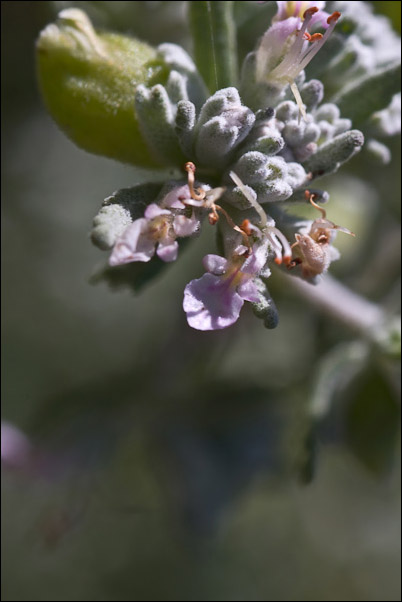 Piccola Lamiaceae sarda - Teucrium polium ssp. capitatum