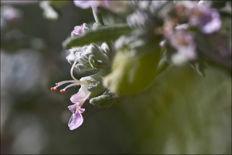 Piccola Lamiaceae sarda - Teucrium polium ssp. capitatum