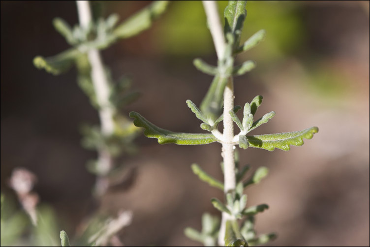 Piccola Lamiaceae sarda - Teucrium polium ssp. capitatum