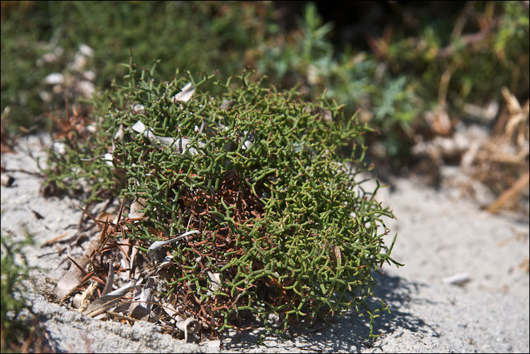 Non so dove iniziare! - Limonium