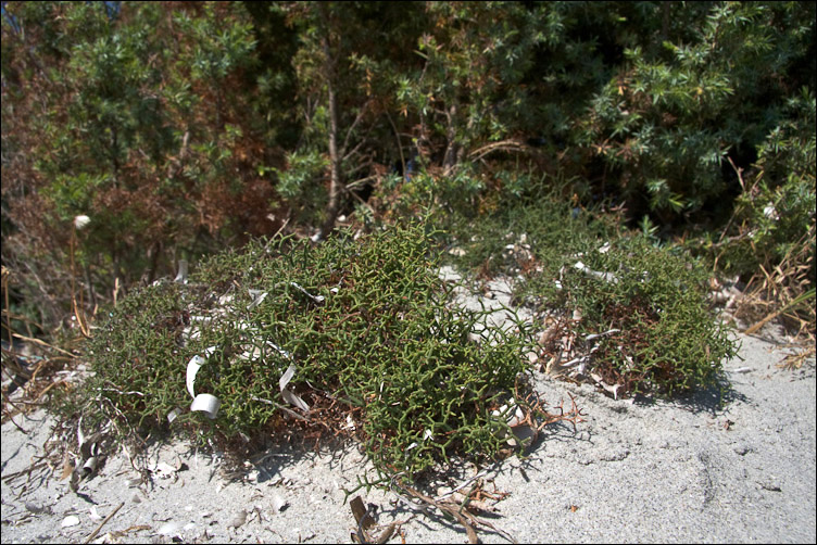 Non so dove iniziare! - Limonium