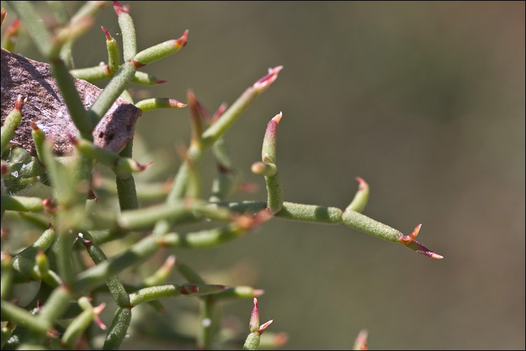 Non so dove iniziare! - Limonium