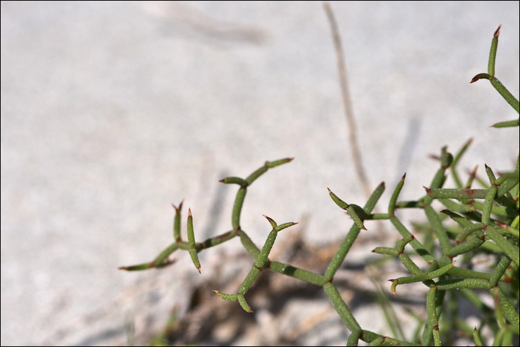 Non so dove iniziare! - Limonium