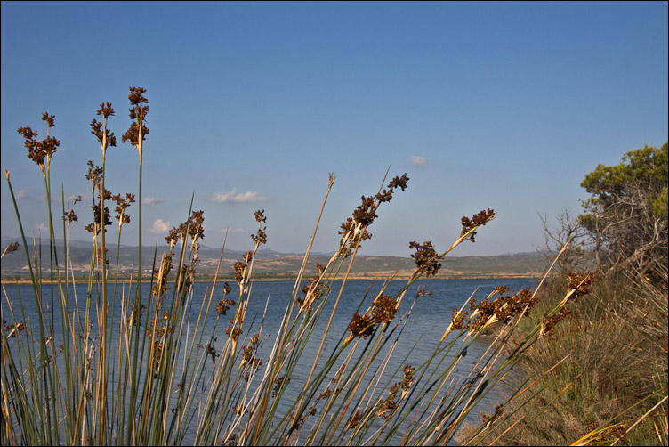 Juncus acutus