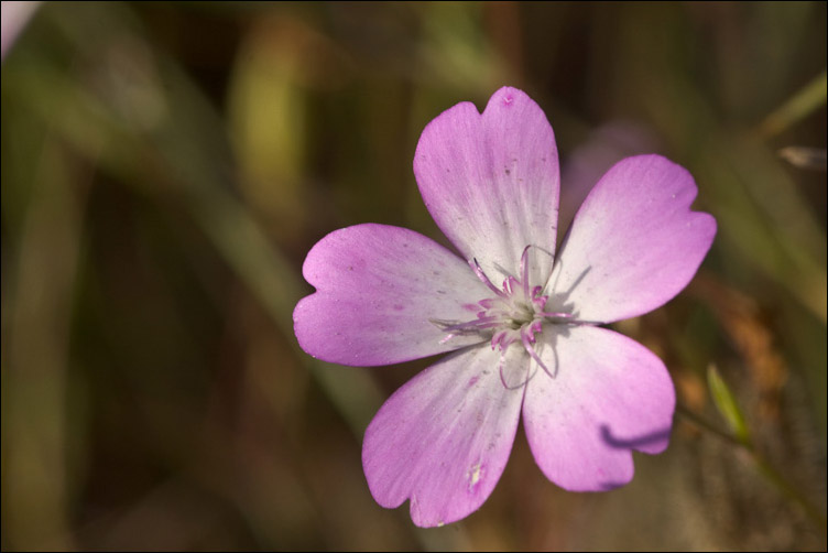 Due Silene sarde - Silene corsica e Silene gr. sericea