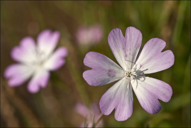 Due Silene sarde - Silene corsica e Silene gr. sericea