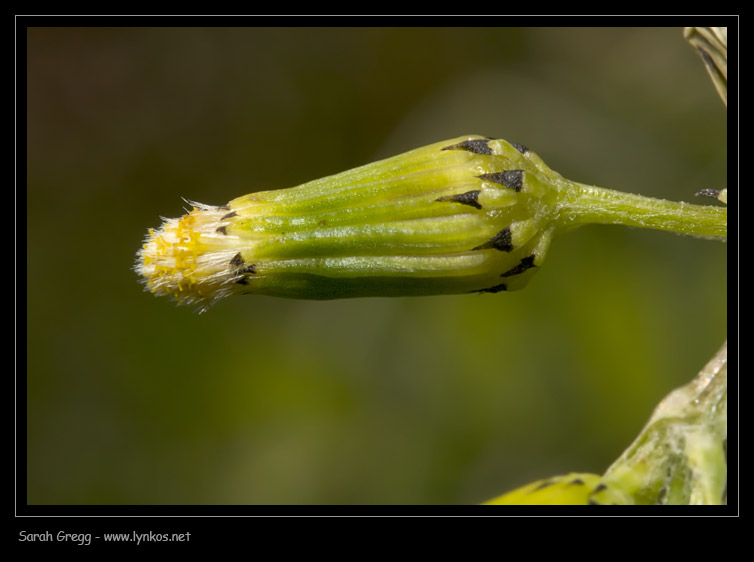 Senecio lividus / Senecione livido