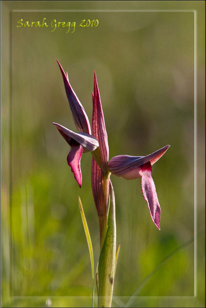 Serapias vomeracea?  No, serapias lingua