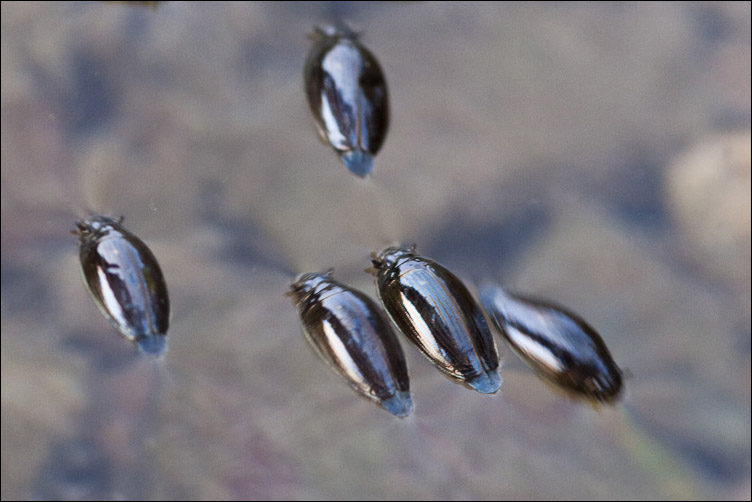 Gocce di mercurio in isterismo di massa: Gyrinidae