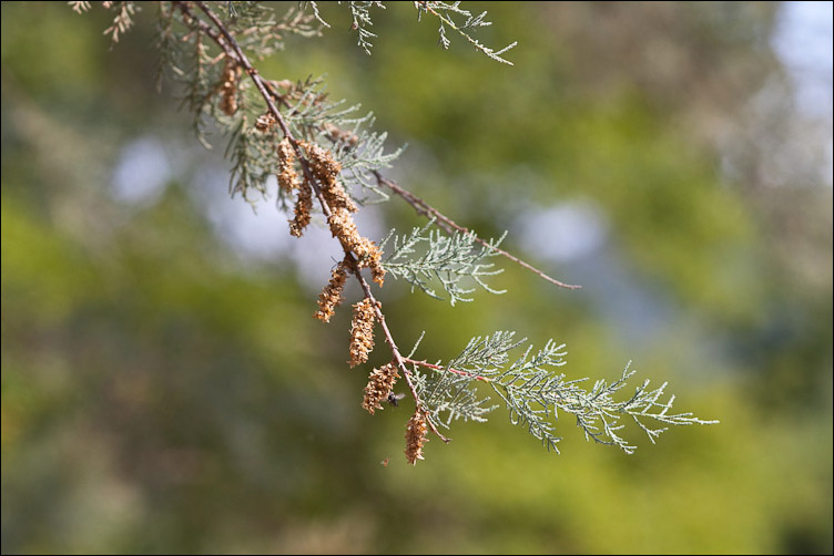 Tamarix sp.  (Caryophyllales - Tamaricaceae)