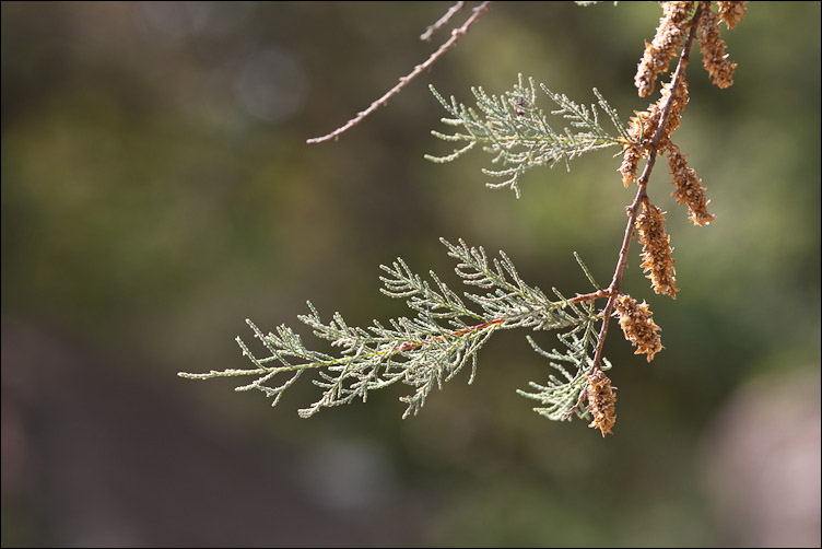 Tamarix sp.  (Caryophyllales - Tamaricaceae)