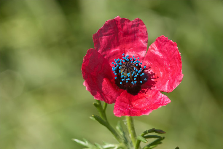 Chiedo conferma per Papaver hybridum