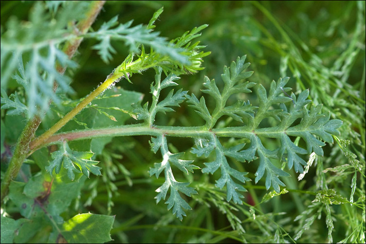 Chiedo conferma per Papaver hybridum