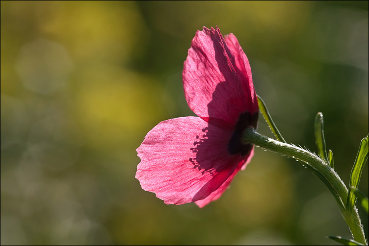 Chiedo conferma per Papaver hybridum