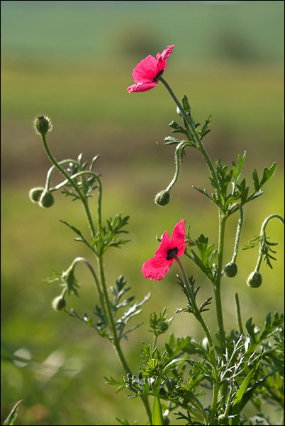 Chiedo conferma per Papaver hybridum