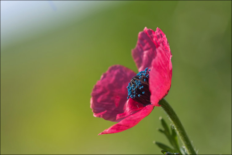 Chiedo conferma per Papaver hybridum