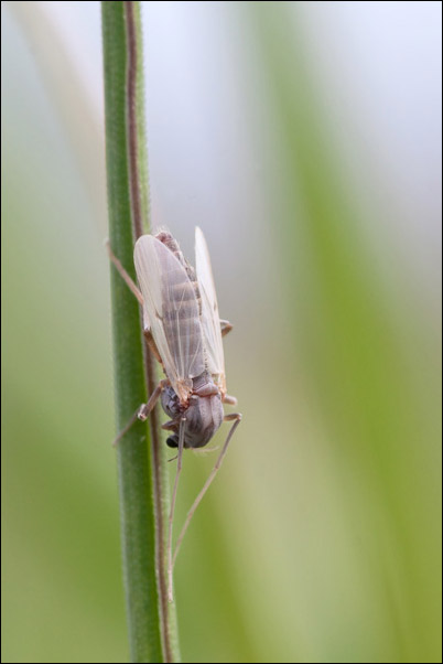 Chironomidae?