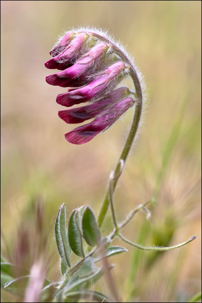 Vicia benghalensis / Veccia rosso-nera