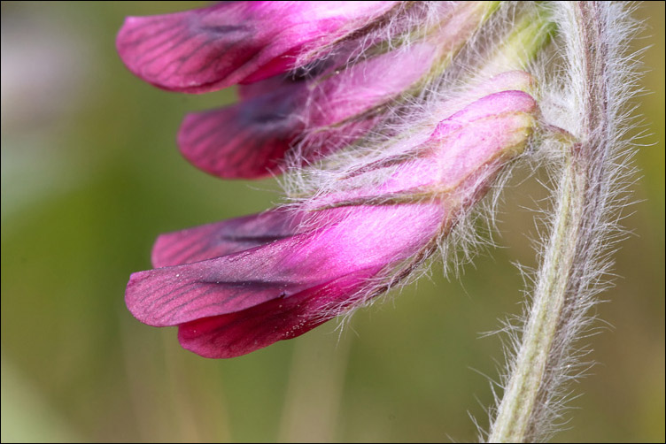 Vicia benghalensis / Veccia rosso-nera