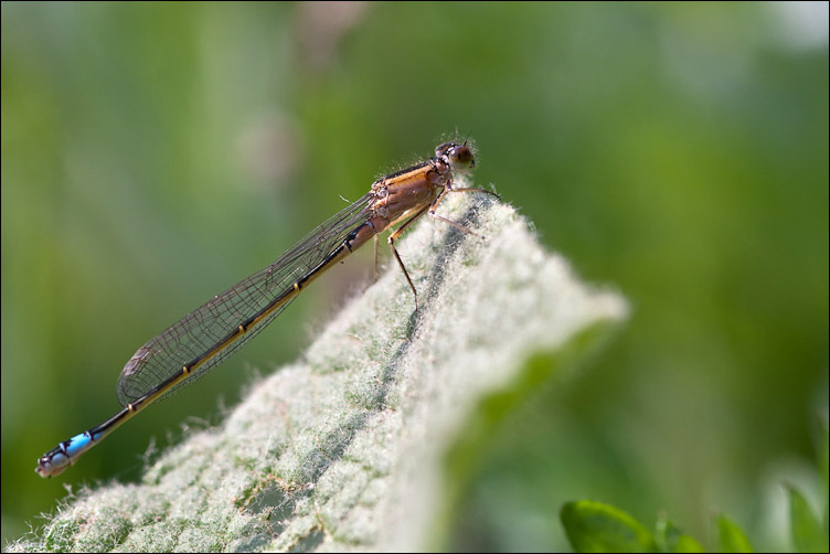 Il dubbio eterno - P. pennipes e I. elegans (femmine)