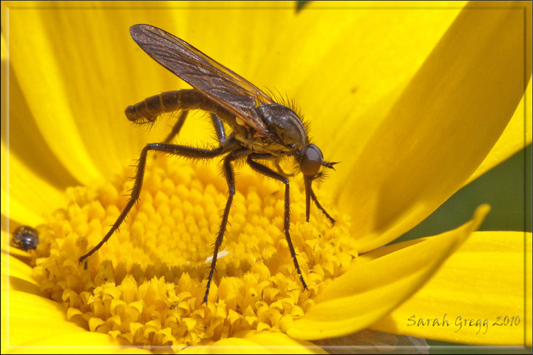 Empididae? Si, E. (Euempis) cf. sericans maschio