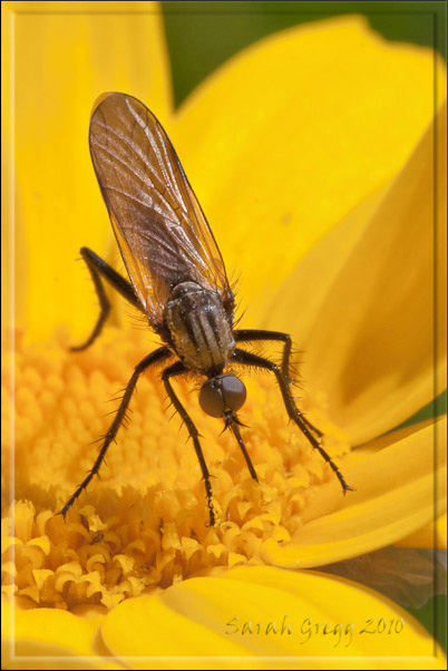 Empididae? Si, E. (Euempis) cf. sericans maschio