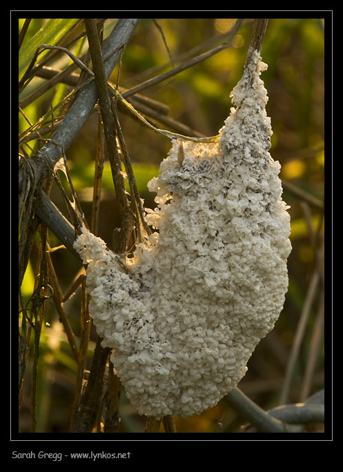 Mucilago crustacea nuovo e vecchio?