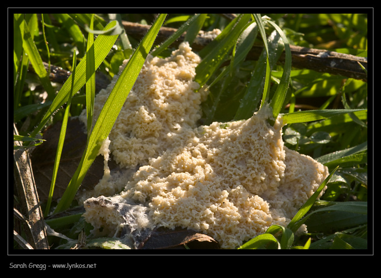 Mucilago crustacea nuovo e vecchio?