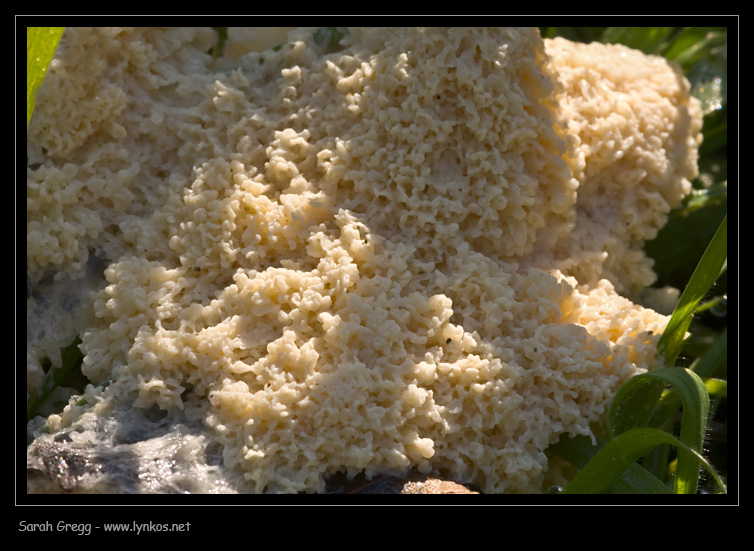 Mucilago crustacea nuovo e vecchio?