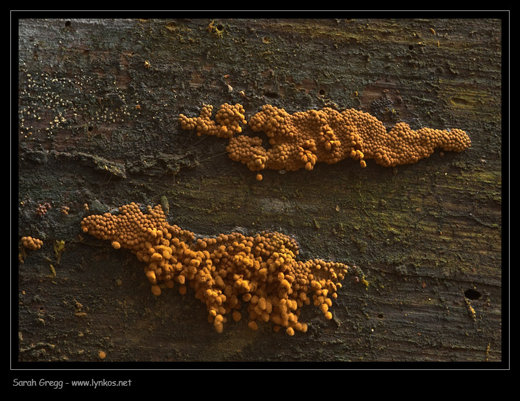 Arcyria ferruginea... la sfida.