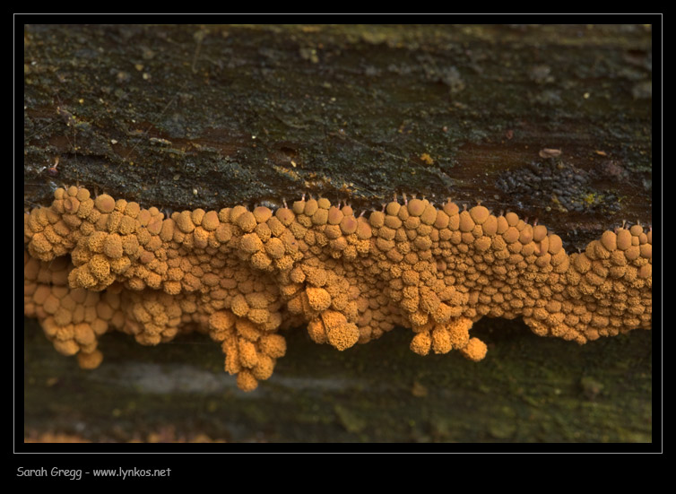 Arcyria ferruginea... la sfida.