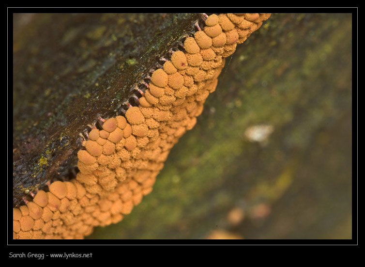 Arcyria ferruginea... la sfida.