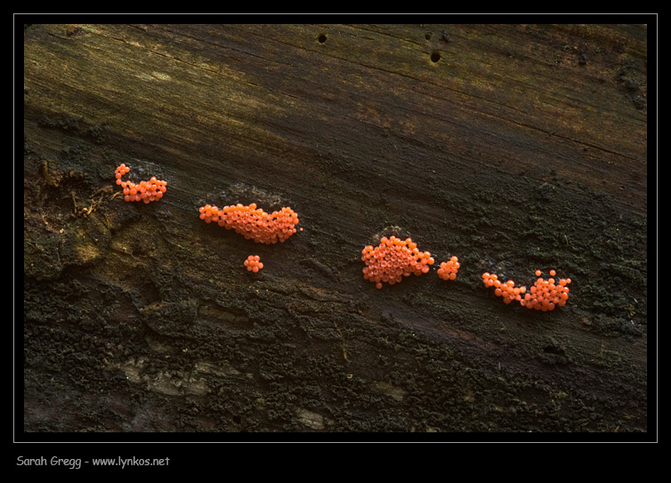 Trichia... una specie o due?