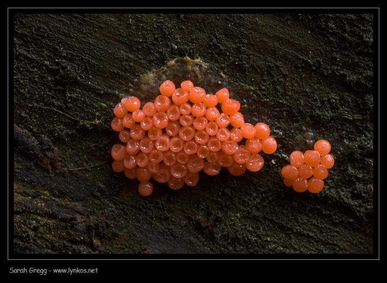 Trichia... una specie o due?